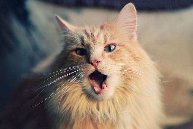 年度焦点之战，山西闪电撕裂印城防线，速胜步行者震撼篮坛