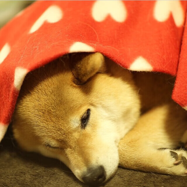 德甲争冠战之夜，布伦森关键回合不手软，一锤定音改写赛季格局