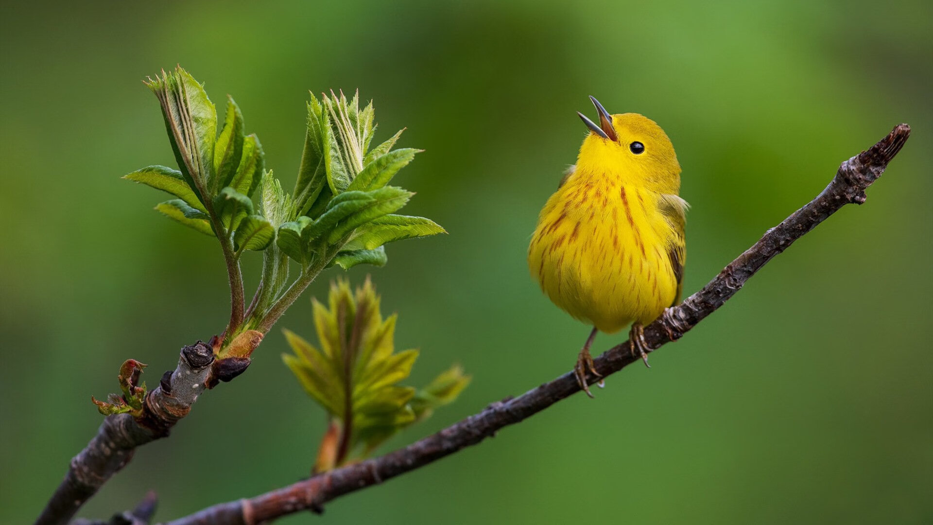 极速棋盘上的猎杀者，F1年度争冠夜与保罗的钝刀哲学