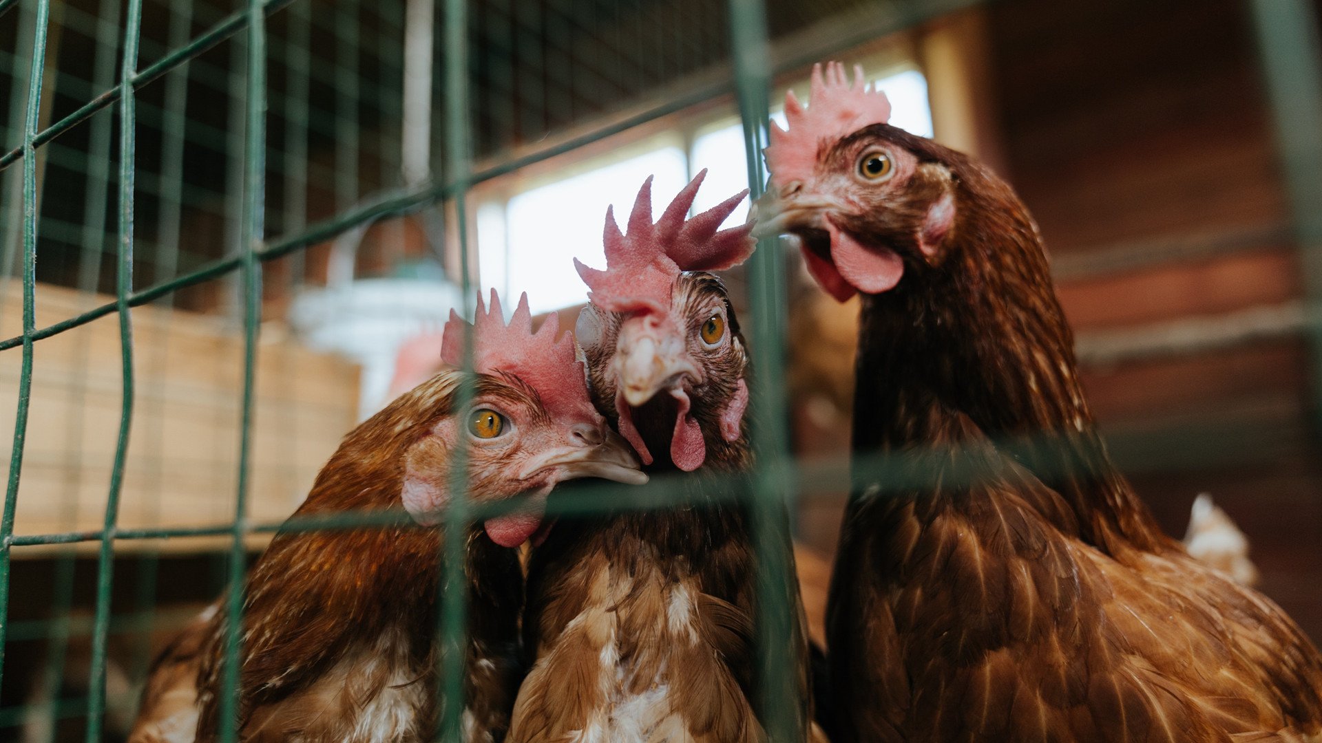 篮球艺术的并行绽放，约基奇全能爆发与广东队的韧性加时胜