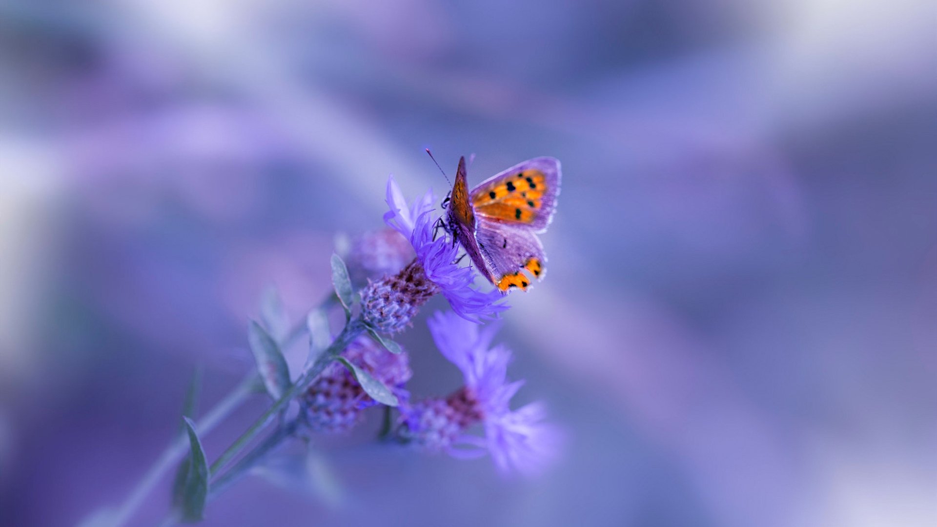 克莱擎天柱,奇才生死战逆转76人