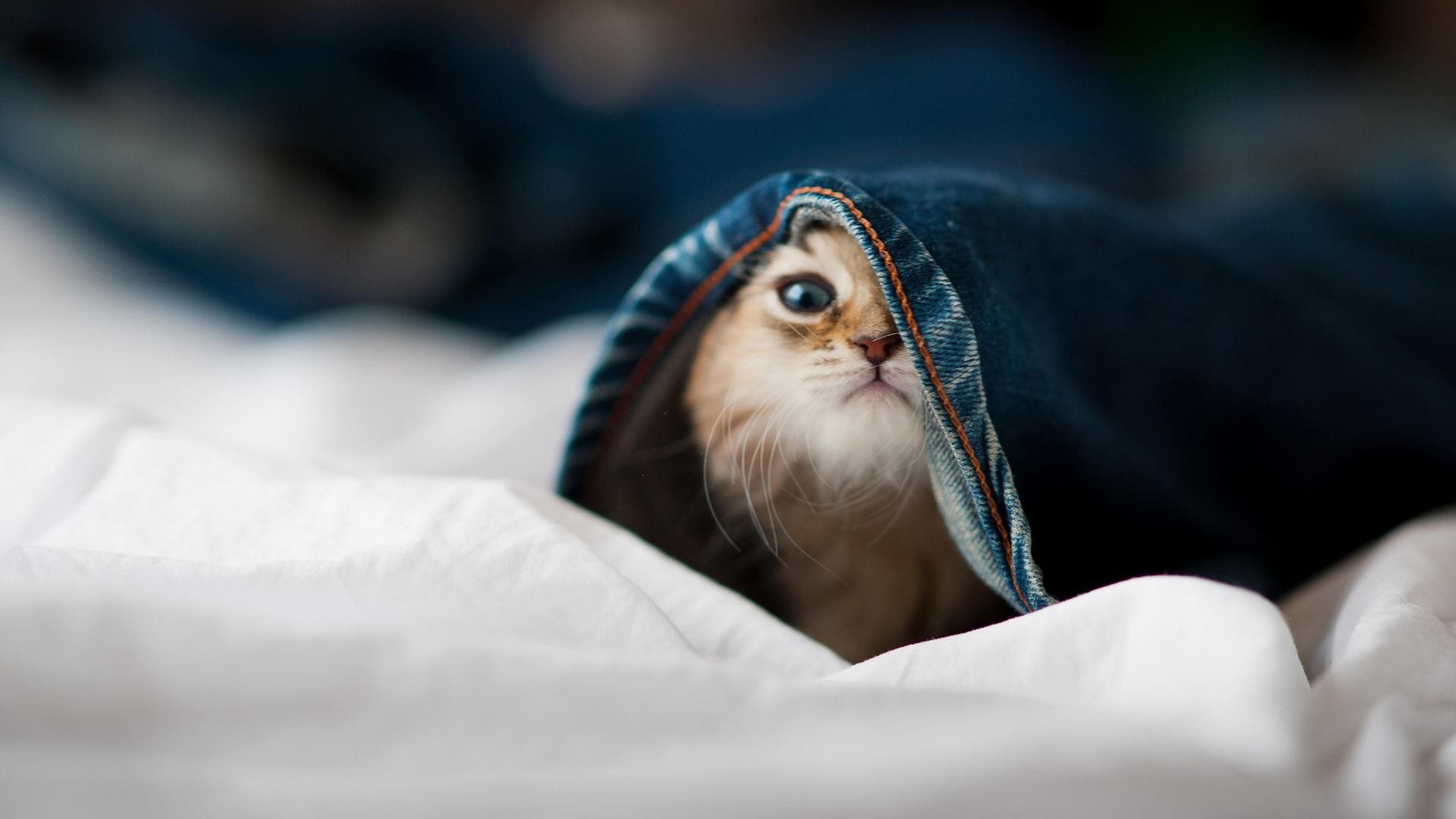 开云官网-独舞点燃狂胜！马克西关键连击，勇士狂胜火箭诠释现代篮球胜利法则