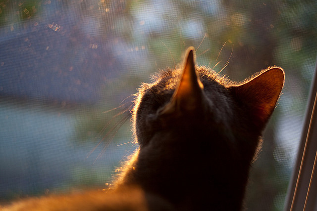 冷焰灼人,挪威无名之辈如何让拉齐奥在寒夜中颤栗,斯通斯为何是关键先生?