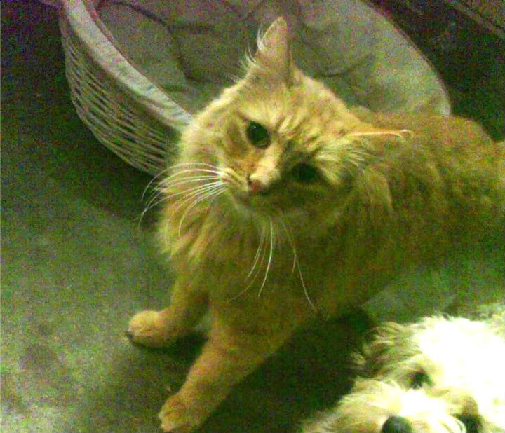 开云体育中国-绿茵风云，乌拉圭对阵皇马的经典对决与奥斯梅恩的纪录之夜