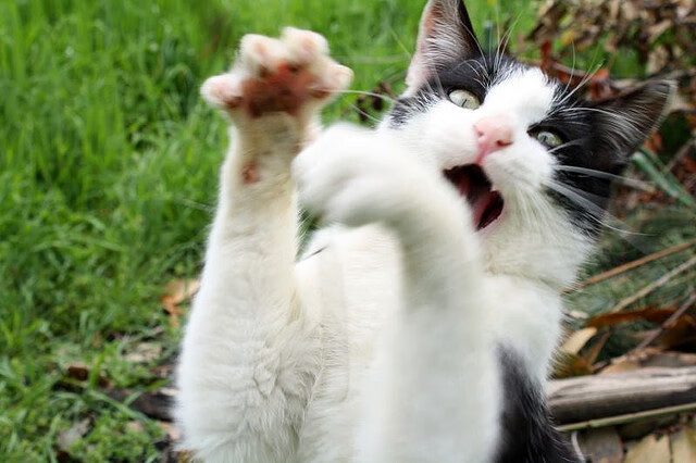 阿克之夜，在世界的呼吸边缘破晓