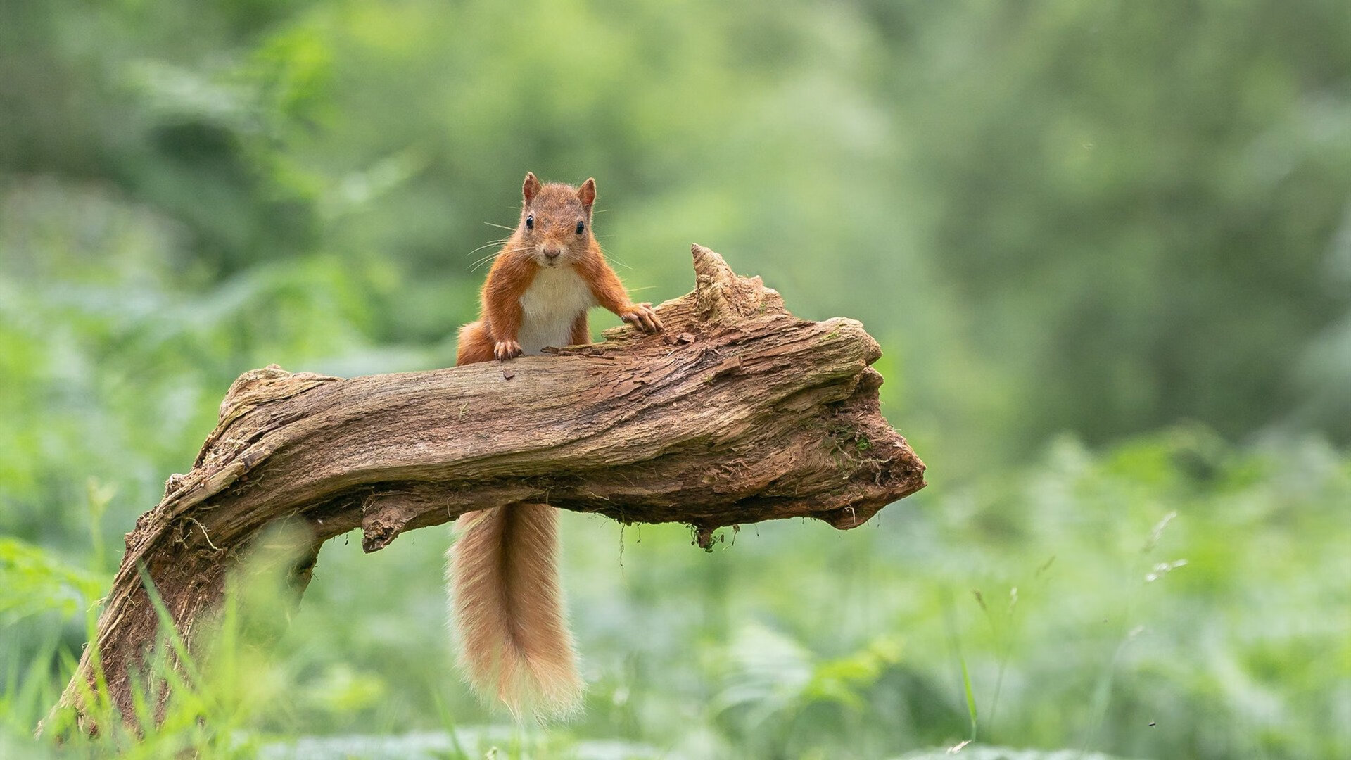 冰与火之歌,巴拉圭对阵冰岛,萨拉赫的大场面哲学