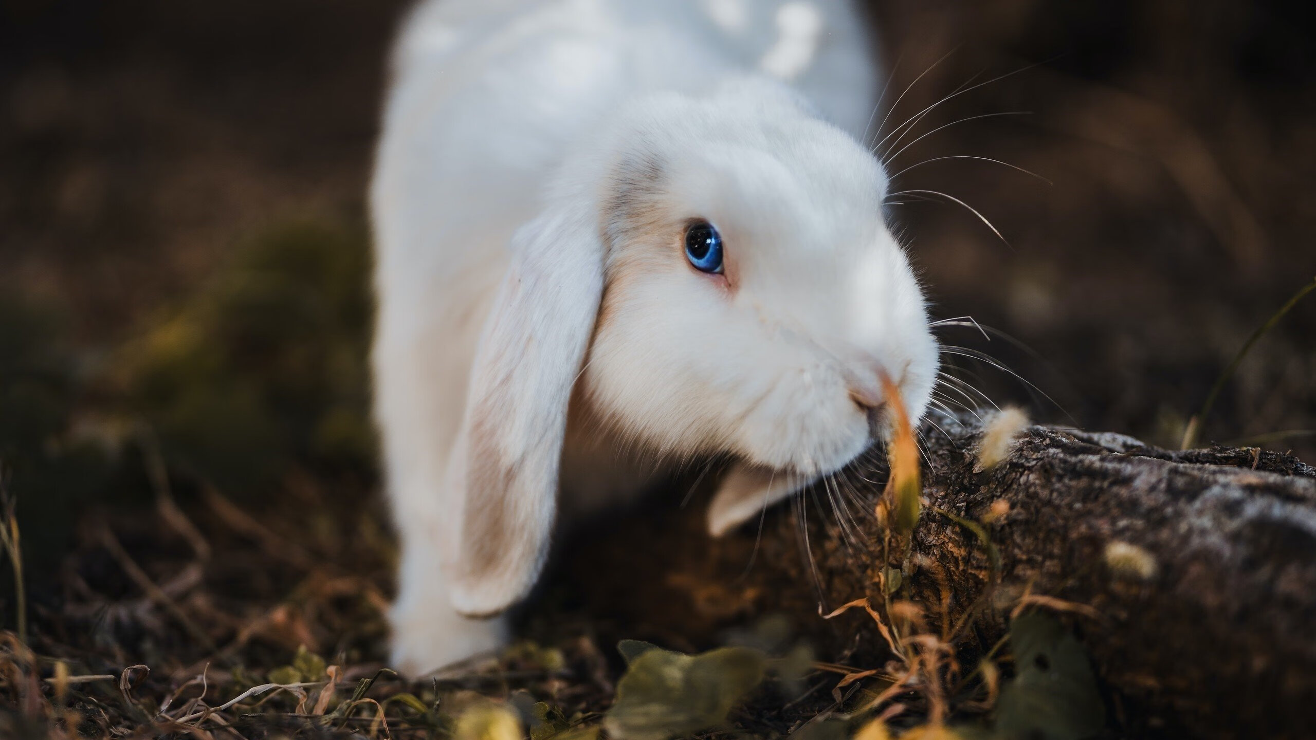 浙江队主场打穿猛龙，詹姆斯空砍40+难救主