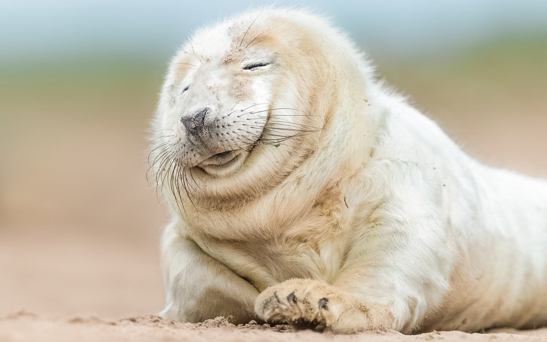 极速与荣耀，F1年度争冠焦点战与国王力克灰熊的体育交响曲