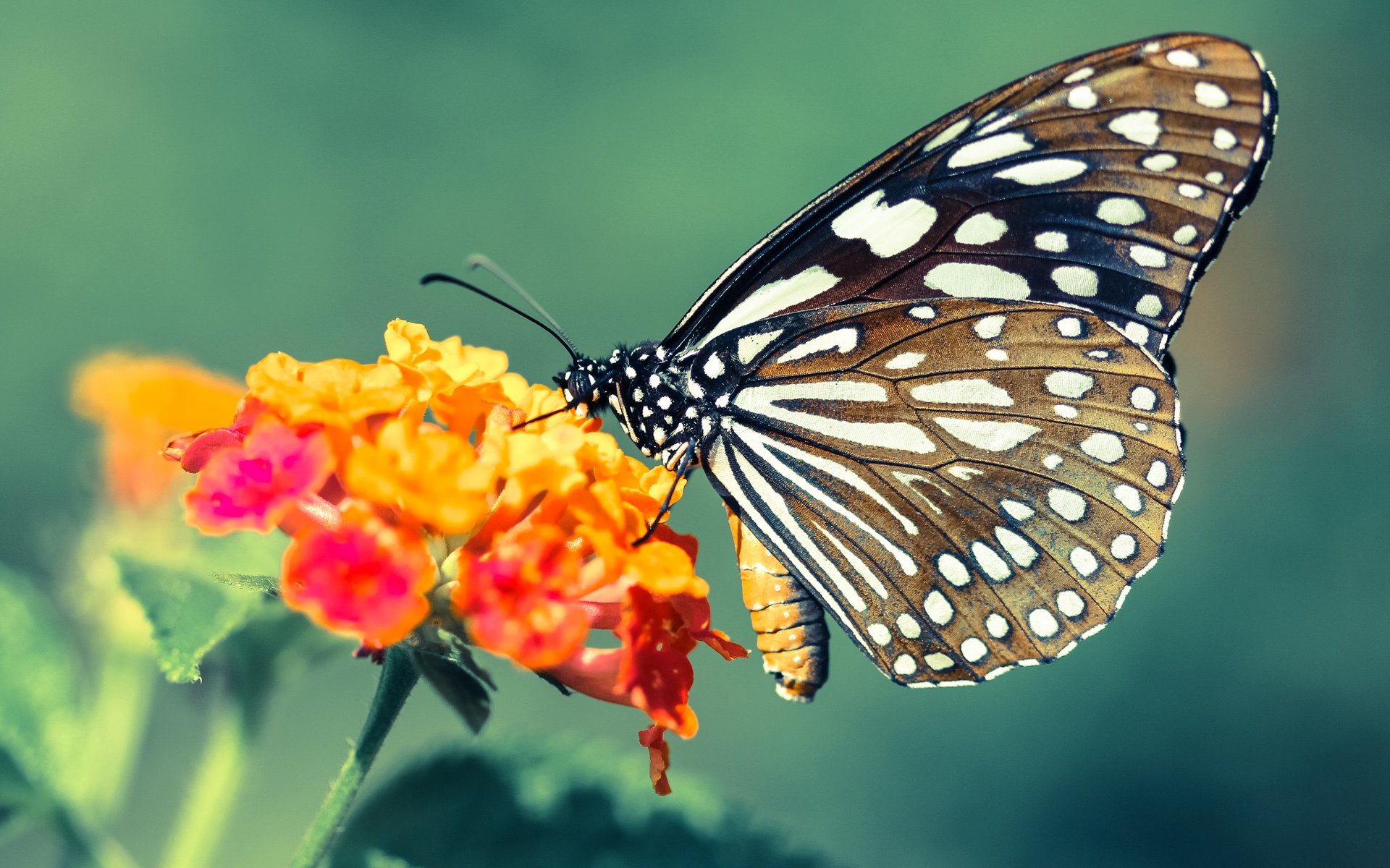 篮网硬仗险胜骑士，莫兰特关键先生闪耀定乾坤