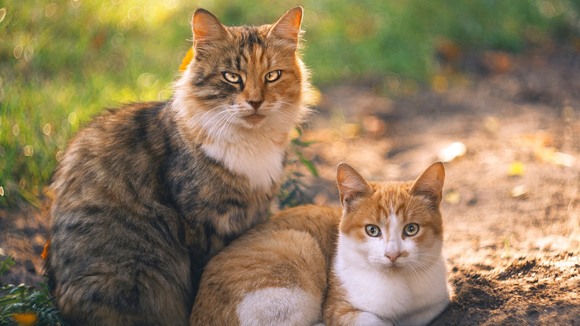 开云下载-恩佐稳如磐石不掉线，阿根廷鏖战力克几内亚