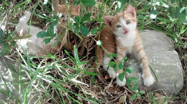 铜墙铁壁铸就冠军之夜，阿克防守端锁死对手
