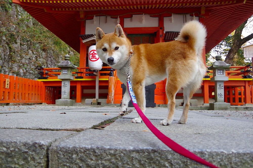 开云体育入口-决胜时刻的英雄，米切尔领军步行者力克黄蜂