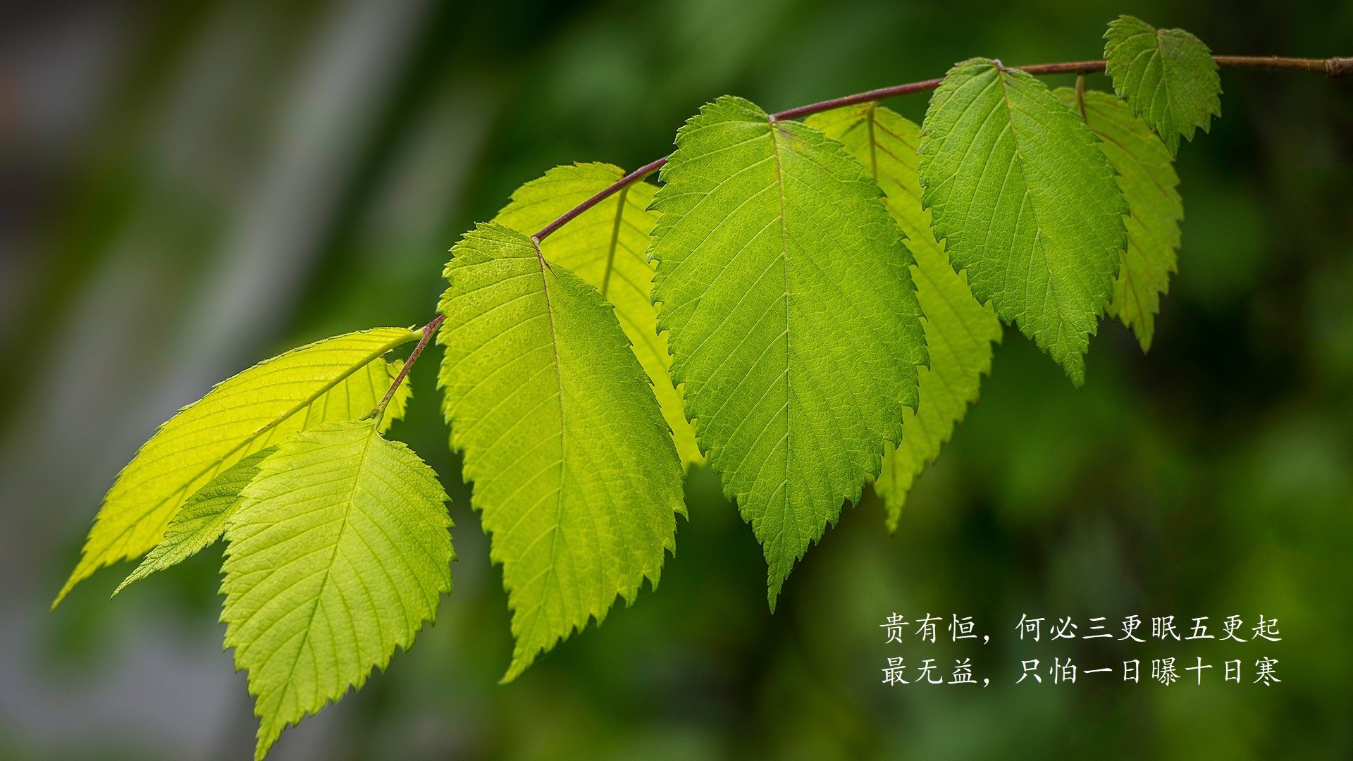 红魔陨落,突尼斯横扫比利时,B费独木难支控球成空谈